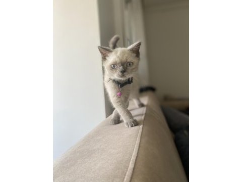 Son british shorthair blue point bebeğime yuva arıyorum
