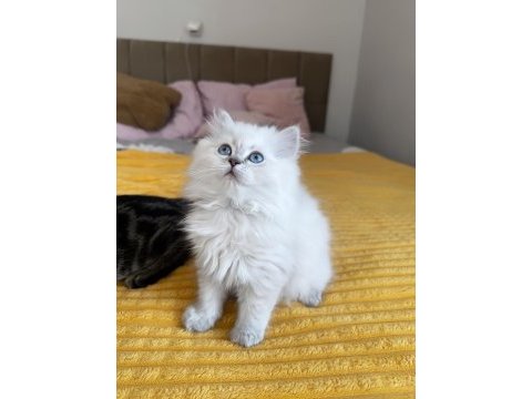 British longhair / scottish fold