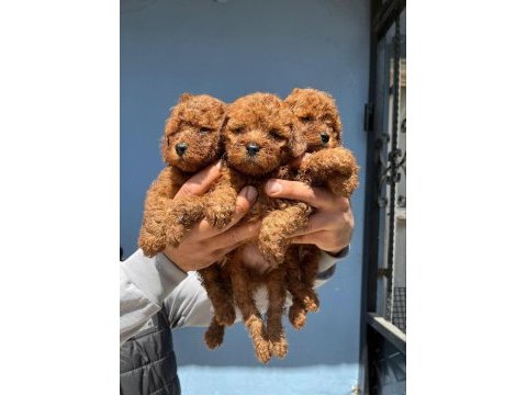 Tuvalet eğitimli yavru kore toy poodle