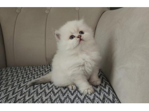 Premium ve sağlıklı bebek kediler