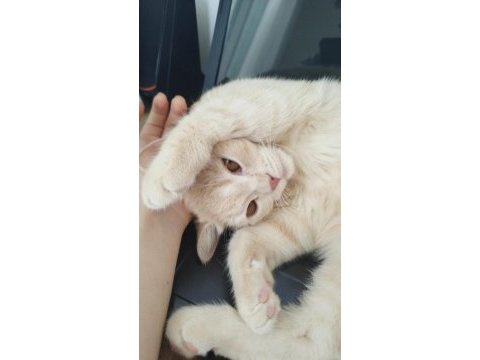 British shorthair hazır