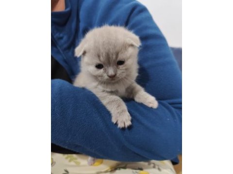 4 haftalık yavrularımısahiplendirmek istiyorum