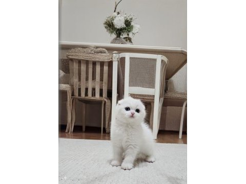 En en en güzeli sıfır kulak scottish fold