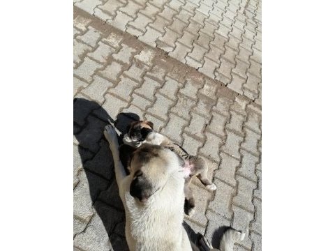 2 dişi 1 erkek kangal yavruları