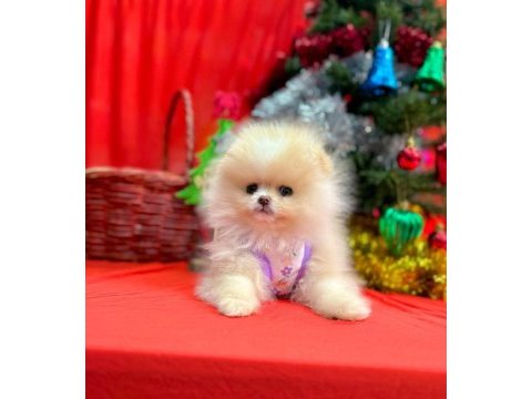 Safkan pomeranian boo yavrularımız