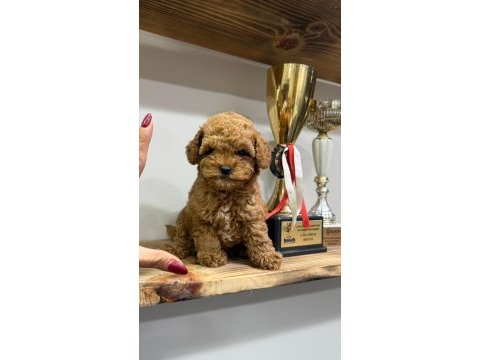 Süslü bebek poodle