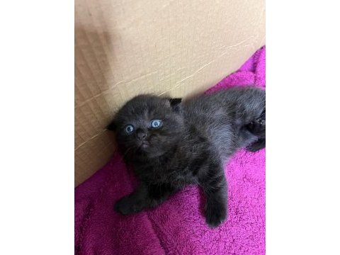 Scottish ve british shorthair yavrularımız