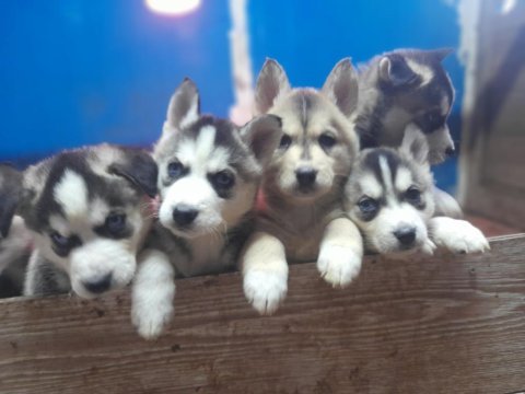 Orjinsl husky yavrularimiz
