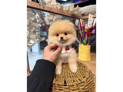 3 aylık pomeranian krem - beyaz ırk ve sağlık garanti