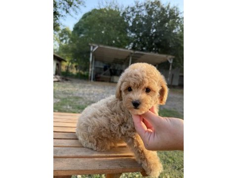 Sütlü kahveli maltipoo oğlumuz