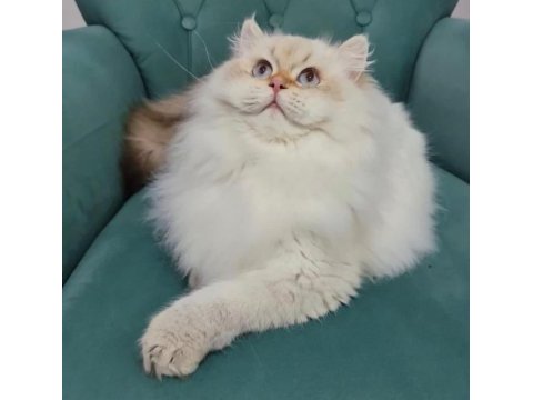 Yetişkin erkek safkan şecereli british longhair