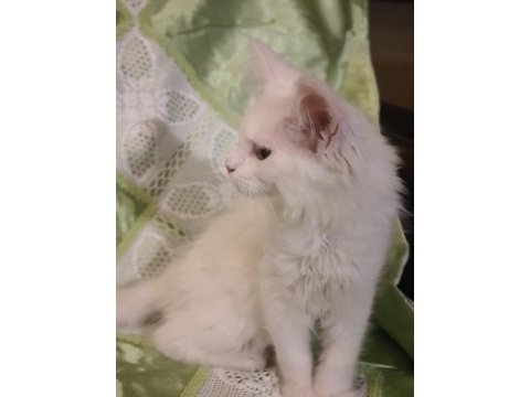 Maine coon yavru kedilerimiz