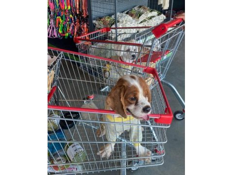 Arkadaş canlısı cavalier king charles