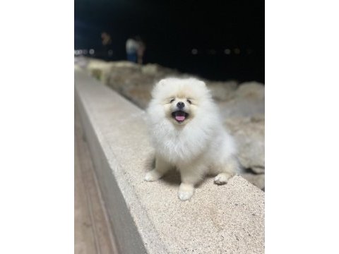 4 aylık erkek pomeranian yavru