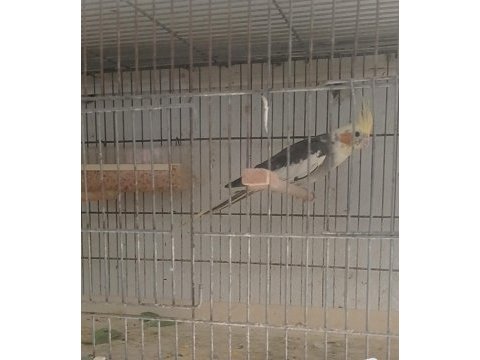 Eşe hazır erkek ve dişi sultan papağanı