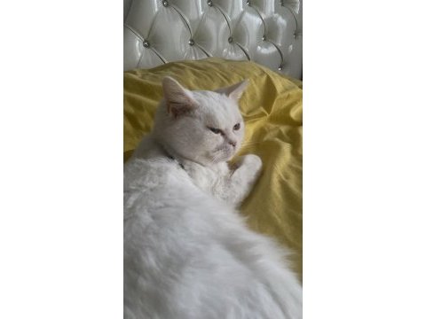 1 yaşında kısırlaştırılmış erkek british shorthair