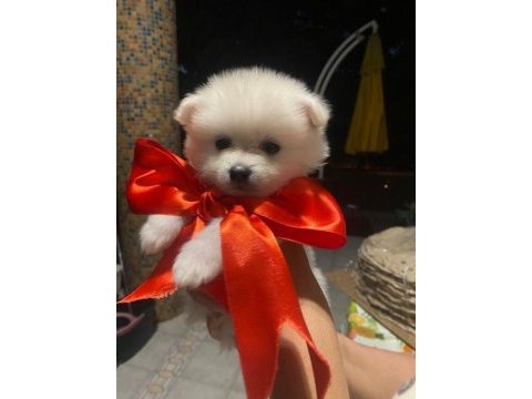 Pomeranian dişi 45 günlük