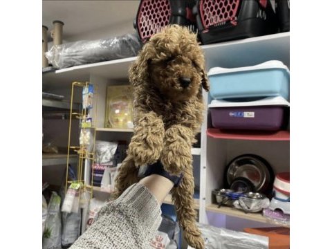 Toy poodle köpekler