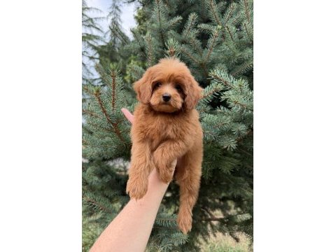 Red maltipoo