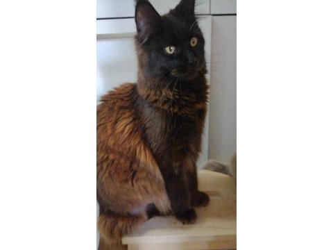 Xxxl black girl maine coon