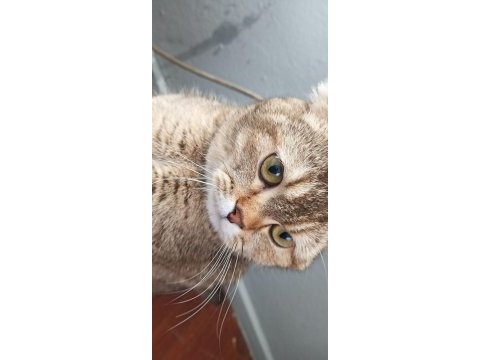 Aşıları tam scottish fold