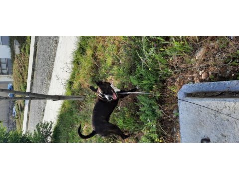 Köpeğime yuva arıyorum acil lütfen acil
