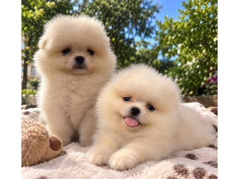 Pomeranian teddy bear 