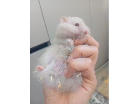 Hamster beyaz