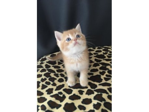 Safkan ny12 golden bal british shorthair bebekler