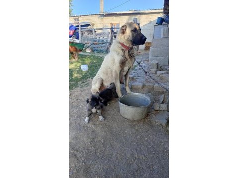Sivastan has kangal yavruları