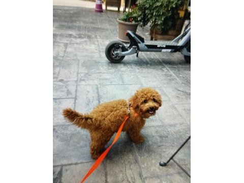 Acil toy poodle