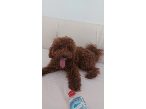 1.5 aylık orj toy poodle yavruları