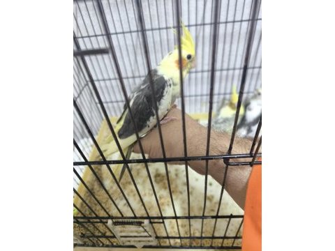 Sultan yavruları 2 aylik sarı siyah beyaz parçalı
