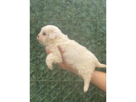 Maltipoo köpeği yavrularım
