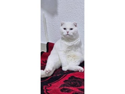 Bembeyaz mavi gözlü kedimizi ücretsiz sahiplendiriyoruz.
