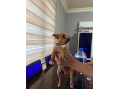 Sahiplendirme chihuahua yavrular