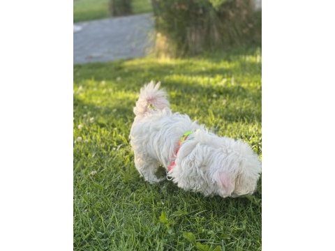 Maltese terrier yavru