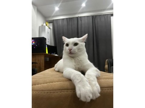 İnsan canlısı sevimli kedimiz