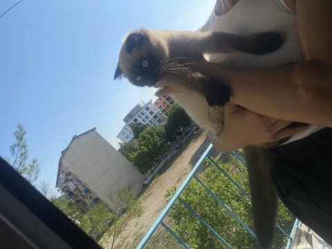 Mavi gözlü çikolata renk scottish fold yavrumuz