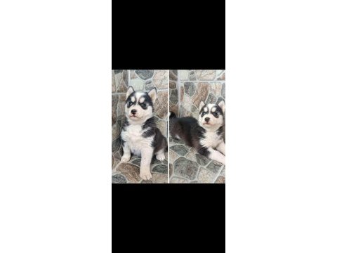 A kalite emsalsiz safkan husky yavrular