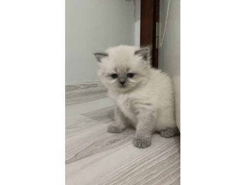 Muhteşem güzellikte british shorthair blue point
