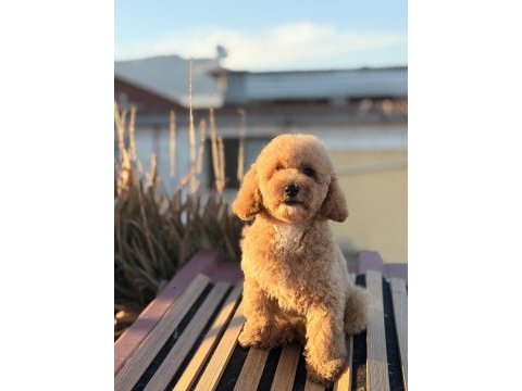 Üst kalite toy poodle