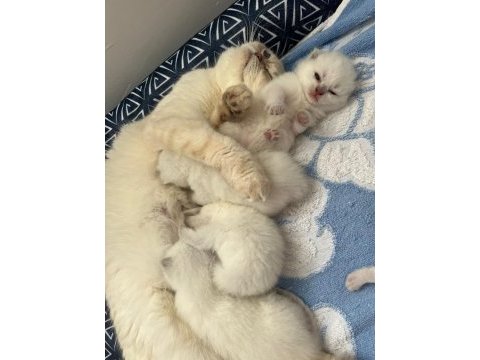 Annesinin yanında 5 yavru kedimiz