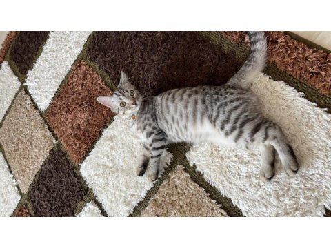 Ücretsiz sahiplendirilecek çok uysal sakin british shorthair