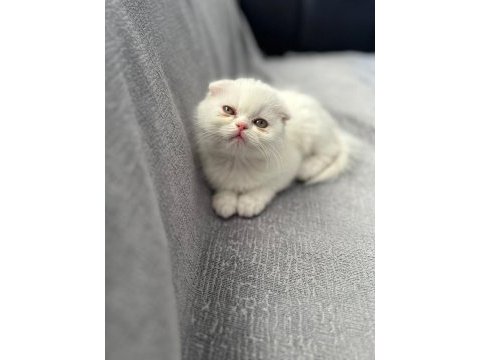 British longhair kızım