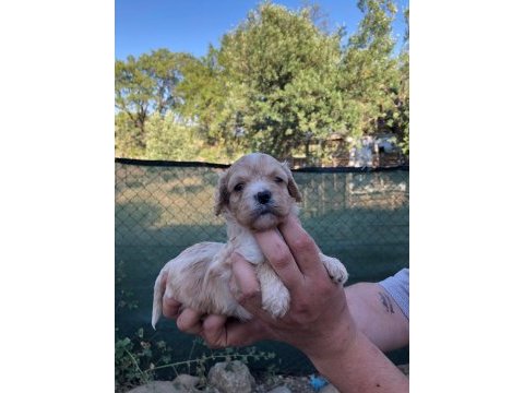 Ev ortamında sağlık ve ırk garantli maltipoo bebekler