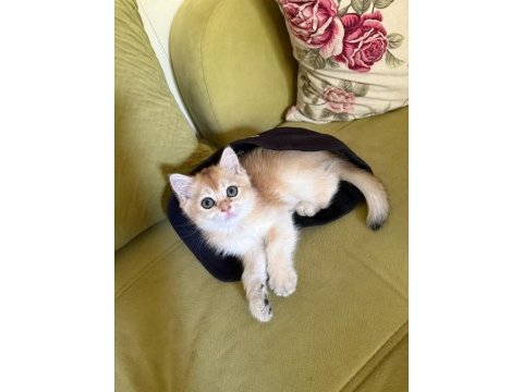 British shorthair