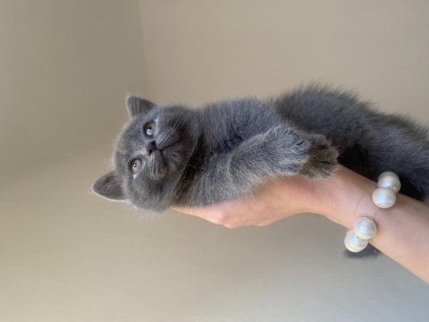 Dişi ve erkek british shorthair yavrular