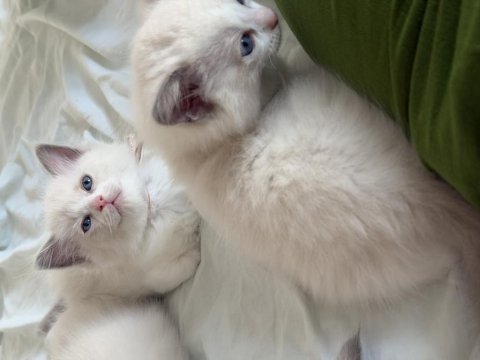 Ragdoll yavru kediler