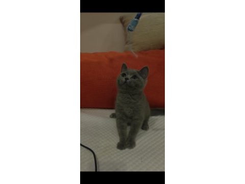 Dişi british shorthair yavrumuz yenı yuvasını beklıyor